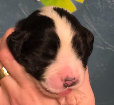 Les chiots de Landseer type continental europeen