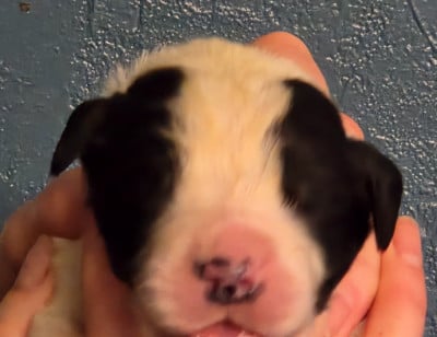 Les chiots de Landseer type continental europeen