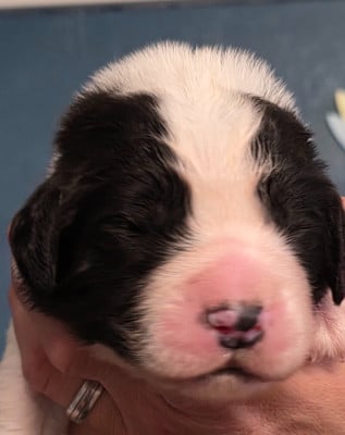 Les chiots de Landseer type continental europeen