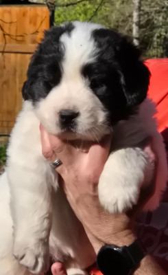 Les chiots de Landseer type continental europeen