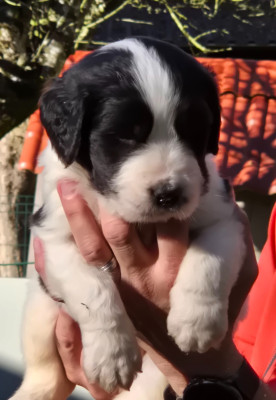 Les chiots de Landseer type continental europeen