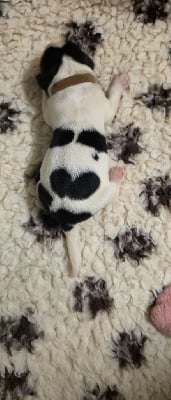 Les chiots de Landseer type continental europeen