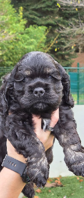 Les chiots de American Cocker Spaniel