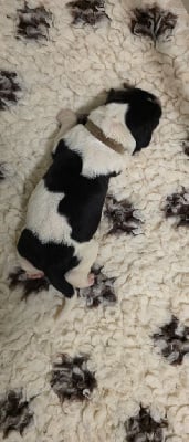 Les chiots de Landseer type continental europeen