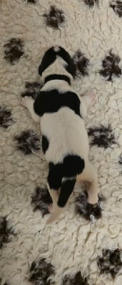 Les chiots de Landseer type continental europeen