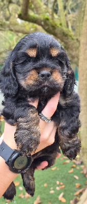 Les chiots de American Cocker Spaniel