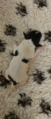 Les chiots de Landseer type continental europeen