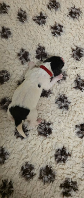 Les chiots de Landseer type continental europeen