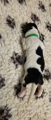 Les chiots de Landseer type continental europeen