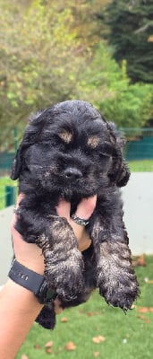 Les chiots de American Cocker Spaniel