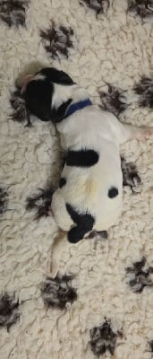 Les chiots de Landseer type continental europeen