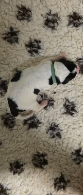 Les chiots de Landseer type continental europeen