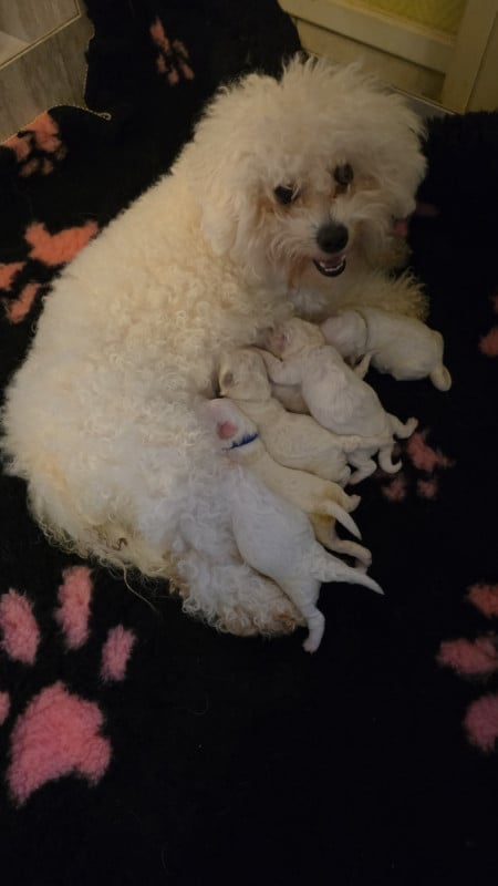 Bichon Frise - du Domaine des Pins d'Aurécanie