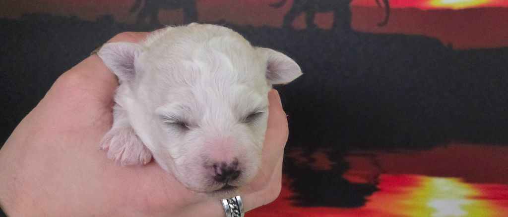 Bichon Frise - du Domaine des Pins d'Aurécanie