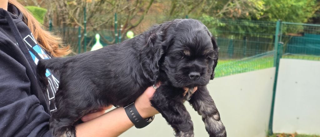 CHIOT collier marron foncé