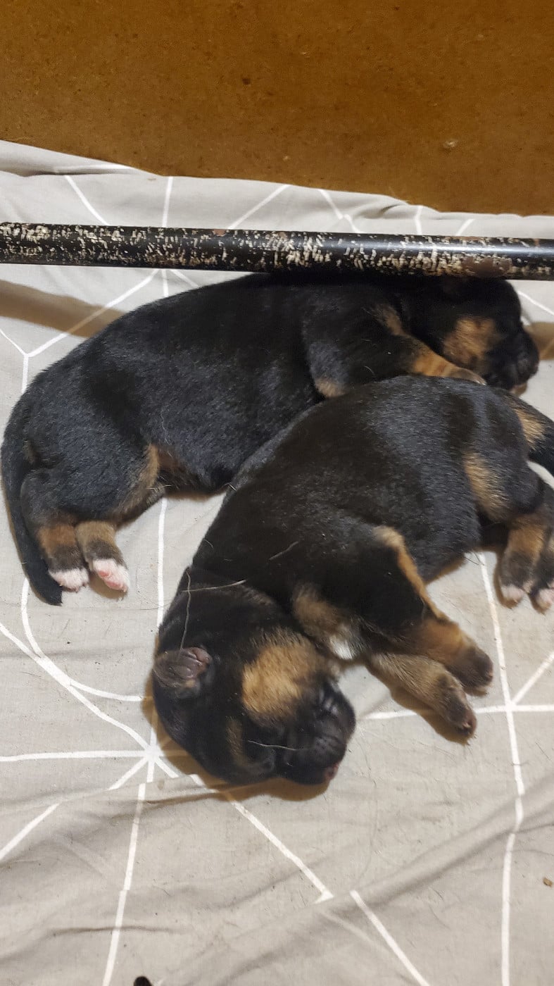 Berger Allemand - des Champs Brûlés