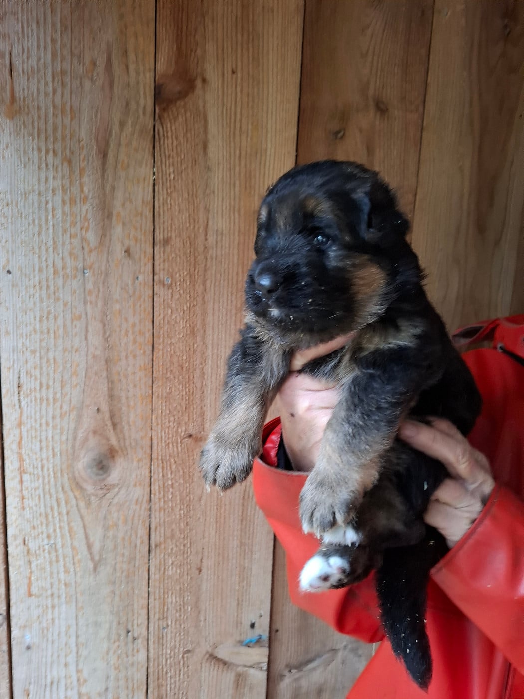 CHIOT 3 - Berger Allemand