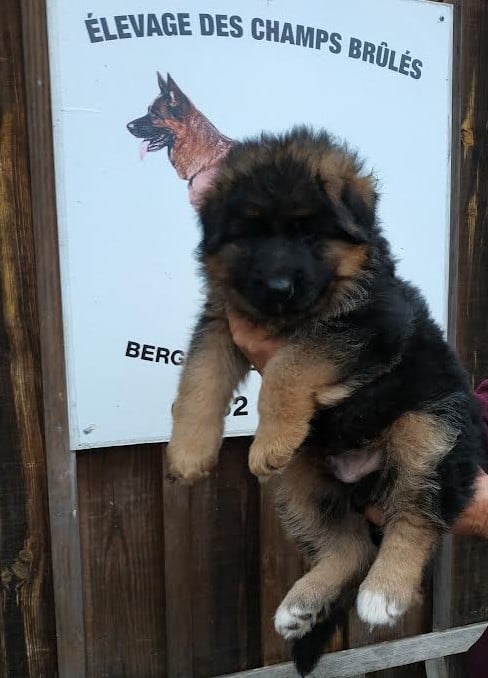 Berger Allemand - des Champs Brûlés