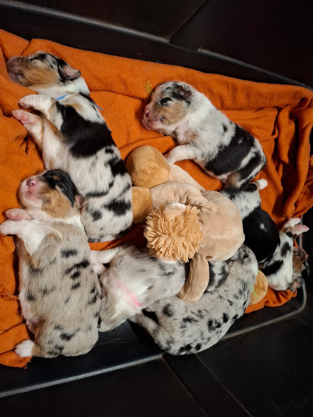 Berger Australien - des Champs Brûlés