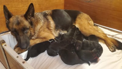 Les chiots de Berger Allemand