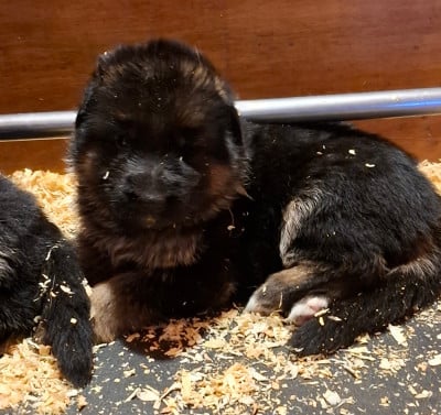 Les chiots de Berger Allemand