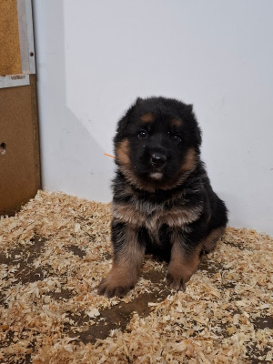 Les chiots de Berger Allemand