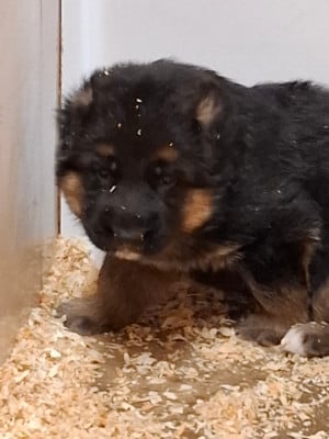 Les chiots de Berger Allemand