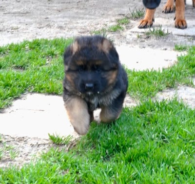 Les chiots de Berger Allemand