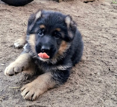 Les chiots de Berger Allemand