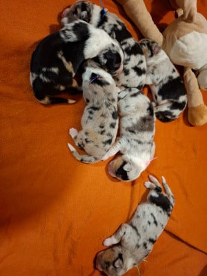 Les chiots de Berger Australien