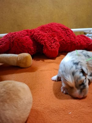 Les chiots de Berger Australien