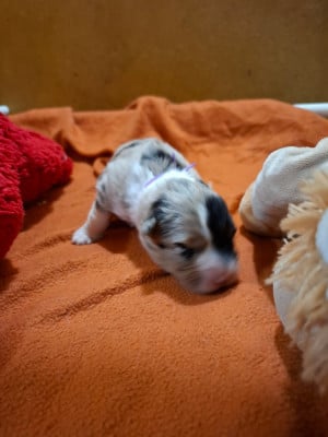 Les chiots de Berger Australien