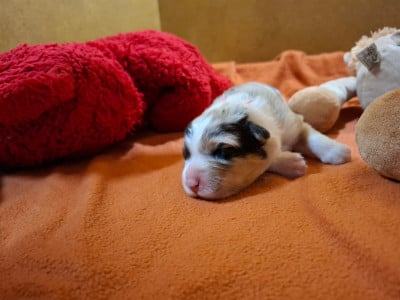 Les chiots de Berger Australien