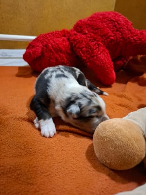 Les chiots de Berger Australien
