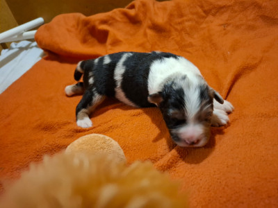 Les chiots de Berger Australien