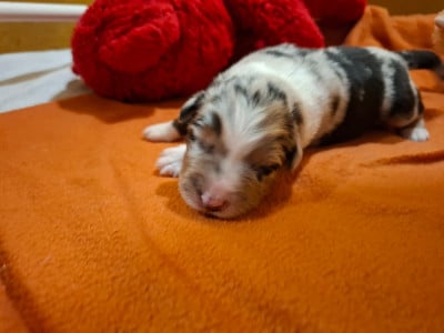 Les chiots de Berger Australien