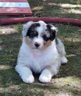 Les chiots de Berger Australien