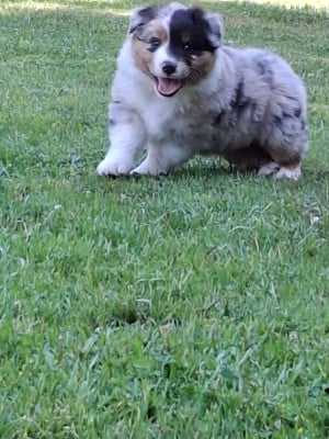 Les chiots de Berger Australien
