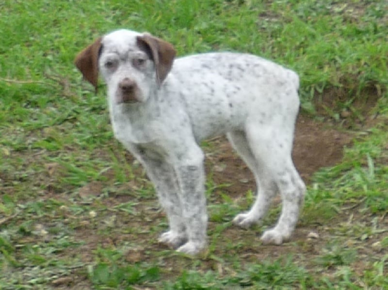 Publication : de la Croix d'Angouleme