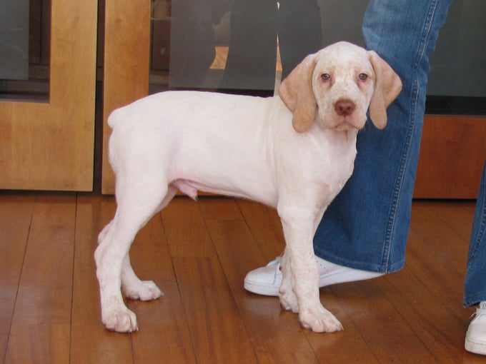 Gordon de la Croix d'Angouleme