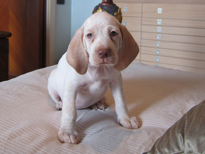 Grimm de la Croix d'Angouleme