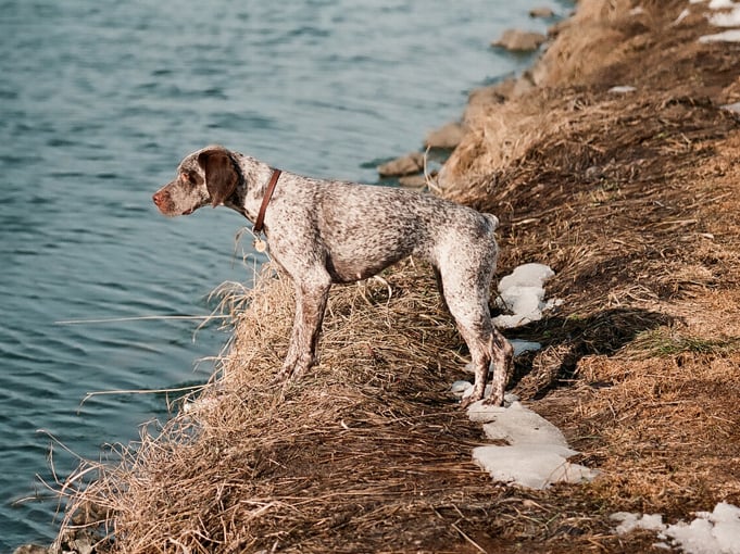 TR. CH. Fee De la benigousse