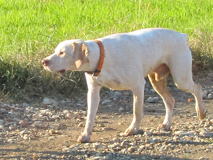 Publication : de la Croix d'Angouleme