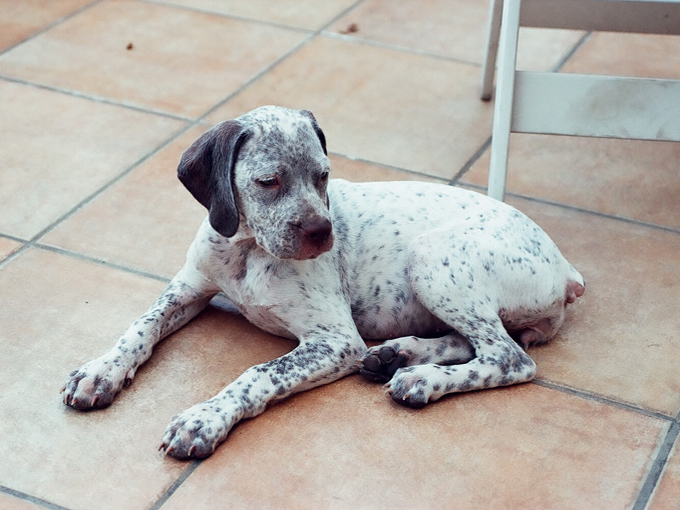 CH. Rubenszoe de la Croix d'Angouleme