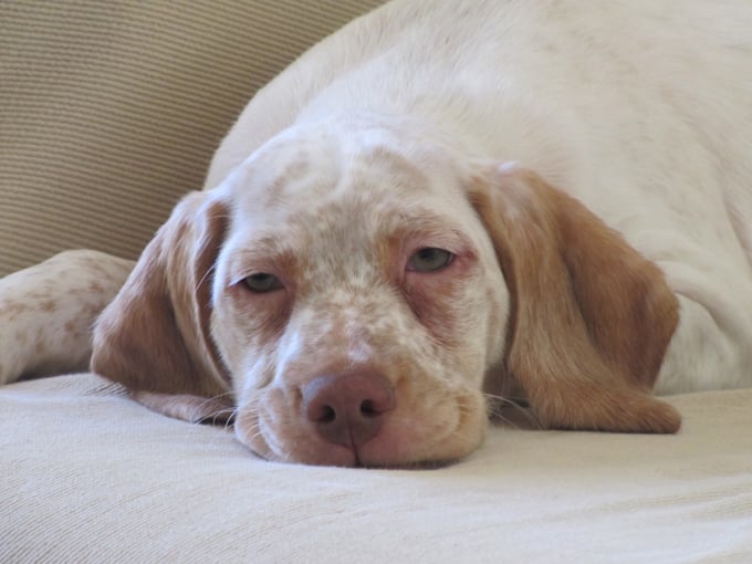 Genié de la Croix d'Angouleme