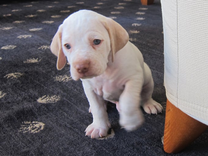 Gordon de la Croix d'Angouleme