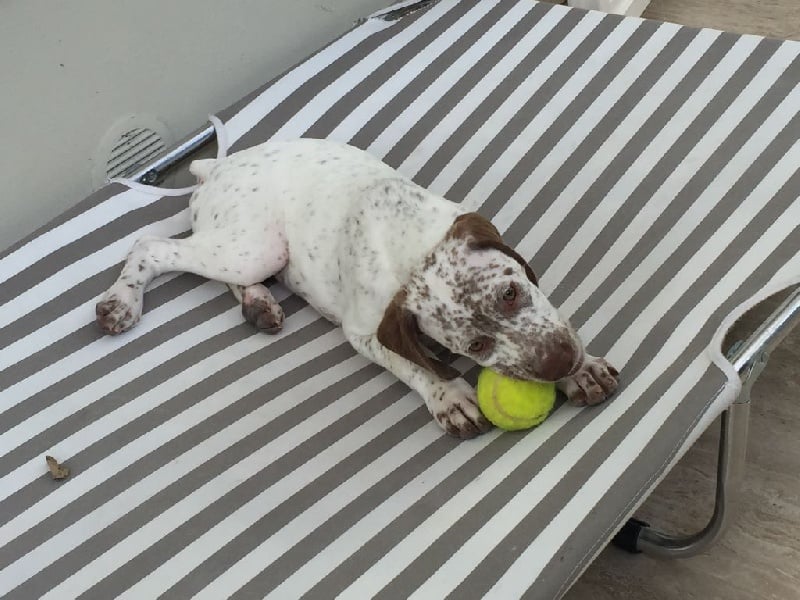 Publication : de la Croix d'Angouleme