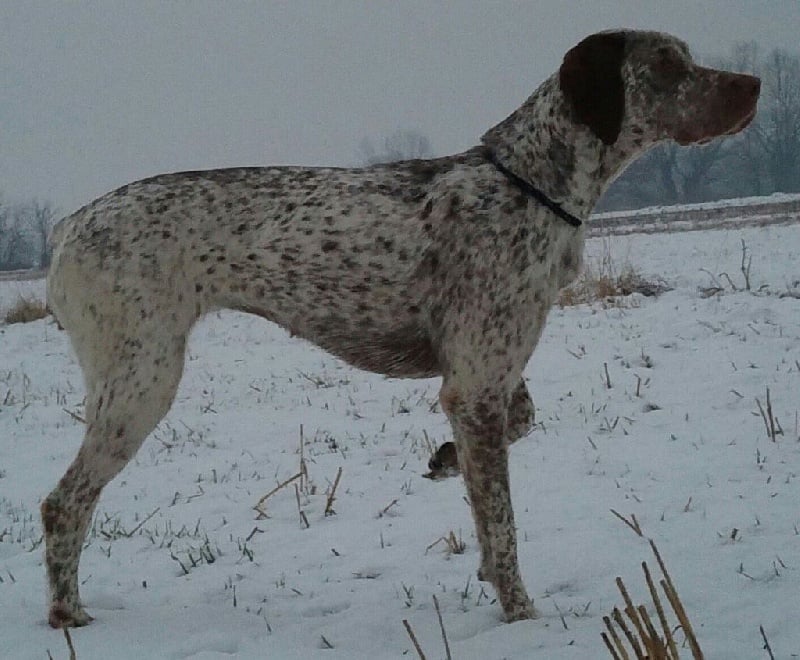 Publication : de la Croix d'Angouleme