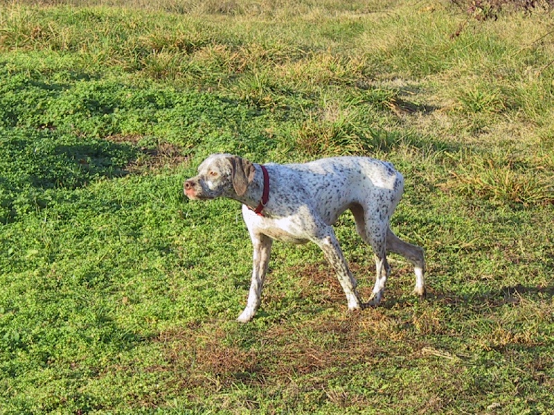 CH. Rubenszoe de la Croix d'Angouleme