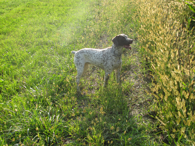 CH. Chanis du puech del mus